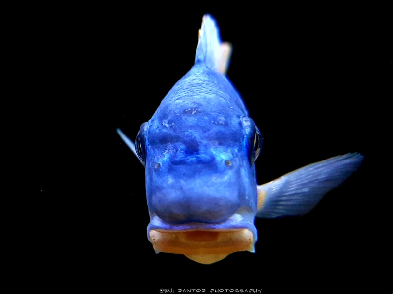 Labeotropheus fuelleborni 'Katale Island'